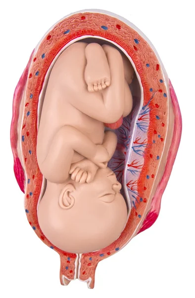 7 месяцев ребенок в утробе матери — стоковое фото