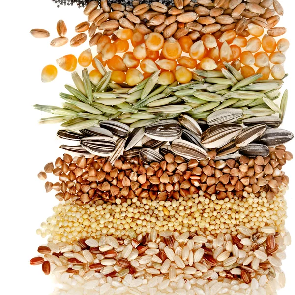Зерна и семена: рожь, пшеница, ячмень, овес, подсолнечник, кукуруза, лен, Мак, границы крупным планом на белом фоне — стоковое фото