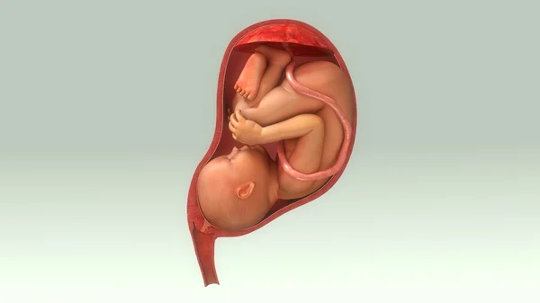 Ребенок в утробе женщины — стоковое фото