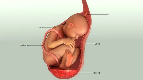 Ребенок в утробе женщины — стоковое фото