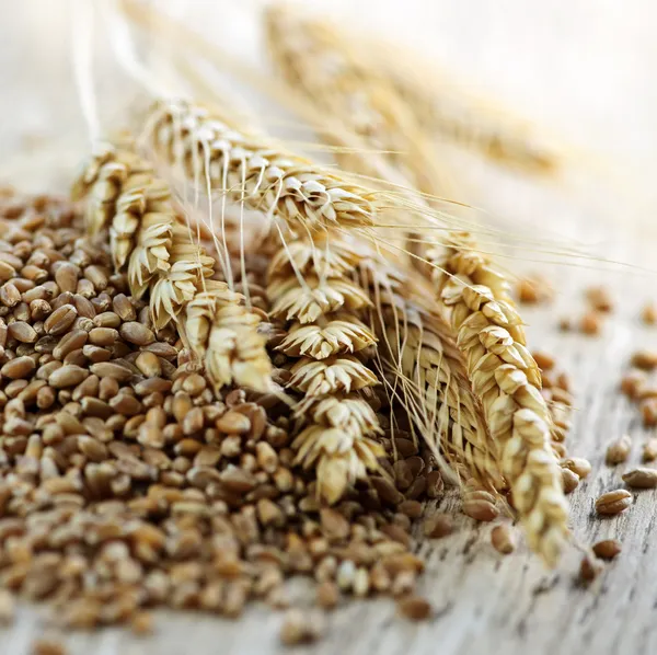 Целый ядерный крупный план пшеницы зерна — стоковое фото