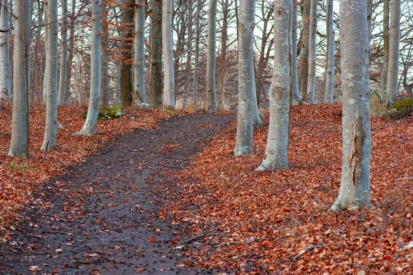 Парк с деревьями в осень — стоковое фото