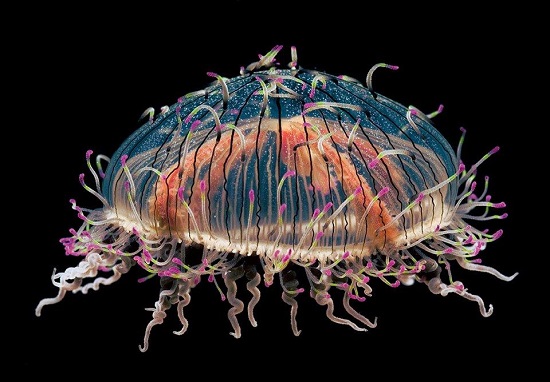 медуза цветочная шляпка