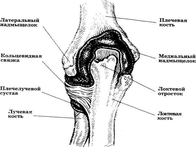Схема строения средней части руки