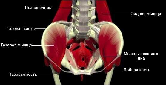 Мышца кегеля у мужчин где находится фото